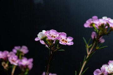 Geraldton Wax (Chamelaucium uncinatum)  on black background