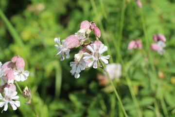 flower in close up