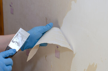 A woman wearing blue gloves is removing old wallpaper from the wall. Removing paper decorative wallpaper with a metal spatula. Inside the room. Series part