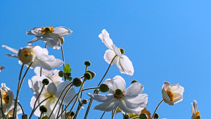 Fototapeta premium white japanese anemone blossoms against clear blue sky