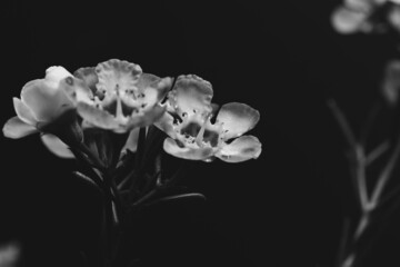 black and white Geraldton Wax (Chamelaucium uncinatum) 
