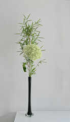 white plaster wall with decorative bamboo branch and big hydrangea hortensia flower in a vase isolated on white - copy space