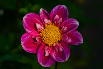 Fototapeta premium Dahlia