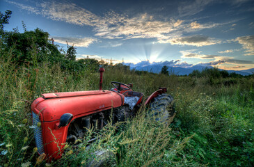 An old tractor overgrown with greenery at sunset