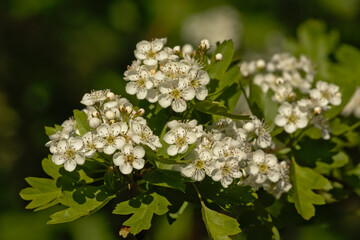 Bright white hawthorn flowers in spring