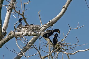 cormorant family and nests in the bare branches of a dead tree on a clear blue sky - Phalacrocoracidae 