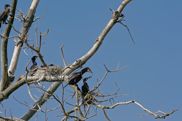 cormorant family and nests in the bare branches of a dead tree on a clear blue sky - Phalacrocoracidae 