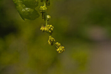  Close up of tiny green male oak tree flowers, selective focus with bokeh background 