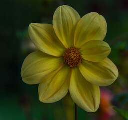 Fototapeta premium Dahlia
