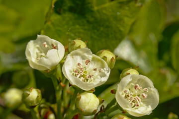white hawthron blossoms closeup - crateagus laevigata
