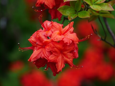 The flower of an azalea, these belong to the genus of rhododendrons, they flower from May to June.  Usually they are poisonous, the toxic ingredients are grayanotoxins, Andromedotoxin, grayanotoxin