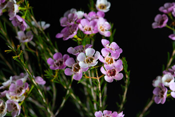 Geraldton Wax (Chamelaucium uncinatum) 