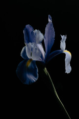 iris flower isolated on black