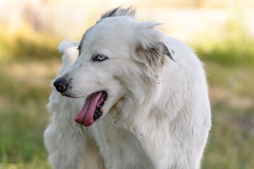 Fototapeta premium Portrait of a young Pyrenean mountain shepherd dog.