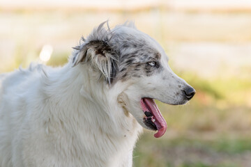 Portrait of a young Pyrenean mountain shepherd dog.