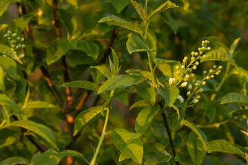 Unopened Bird cherry tree, Prunus padus blossoms during a beautiful warm sunset on a spring evening in Estonia.