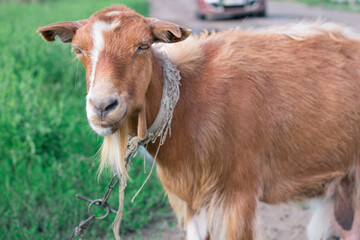 Close-up of adult domestic red goat  standing at countryside green grass pasture land