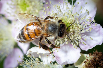 Apis mellifera sucks nectar from a flower to make honey