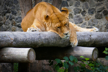 Wild African lion in nature.