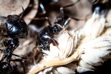 Major of Messor capitatus remove seeds from a plant in order to make ant bread