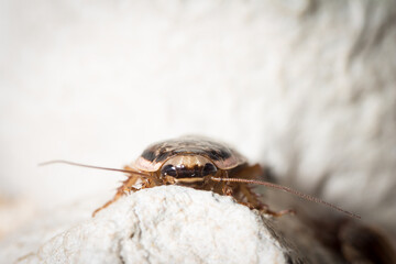 A Lobster cockroach of the species Nauphoeta cinerea, in its breeding setup is watching us