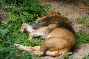 Fototapeta premium Wild African lion in nature.