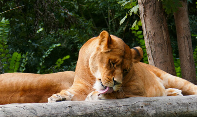 Wild African lion in nature.