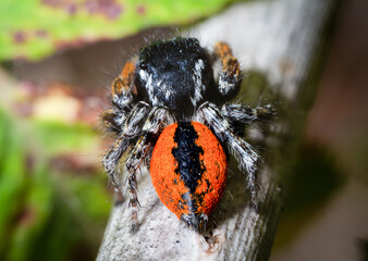 Philaeus chrysops a salticidae spider waits for its prey