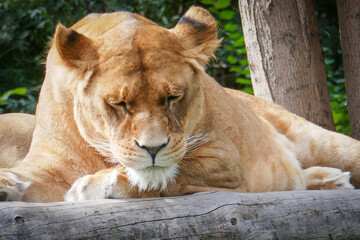 Fototapeta na wymiar Wild African lion in nature.