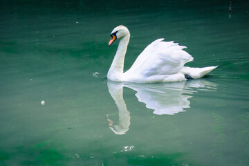 Background of a beautiful white swan on the lake.