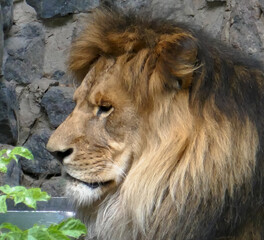 Obraz na płótnie Canvas Wild African lion in nature.