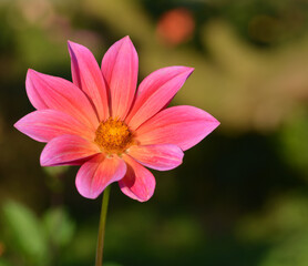 Obraz premium Dahlia