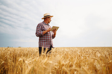 Naklejka na ściany i meble Smart farming concept. Farmer uses a specialized app on a digital tablet for checking wheat field progress. Agriculture concept.