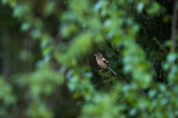 Adult male Common chaffinch, Fringilla coelebs perched on a spring evening in Estonian boreal forest.