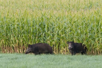 Two wild boars near corn field - obrazy, fototapety, plakaty