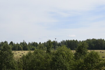 Fototapeta na wymiar landscape with hay bales