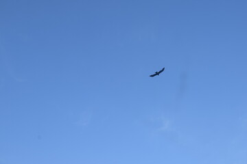 birds in flight