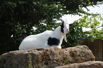 a goat on a stone
