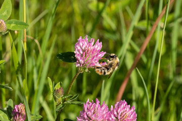 A small bee pollinating a wild Clover on an Estonian meadow. 