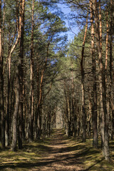 The Dancing Forest. Pine forest on the Curonian Spit. Unusually twisted trees. Drunken forests, the trees. Drunken pine trees in Russia, contorted into rings, spirals, and other loops and squiggles
