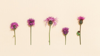 Natural summer composition from wild flowers thorn thistle or burdock on pastel beige background....