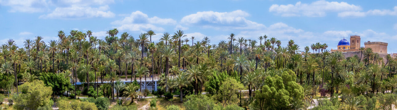 panoramic view of the Palmeral of Elche, the castle and Santa Mar&iacute;a basilica. located in the Valencian Community, Alicante, Elche, Spain