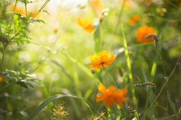 柔らかい光に包まれるコスモス