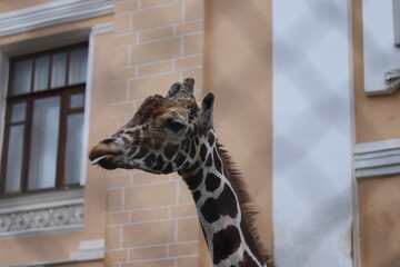 giraffe