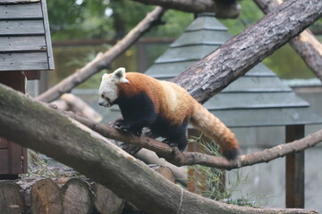 Fototapeta premium red panda in tree