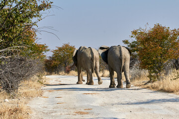 Fototapeta na wymiar Two African elephants (Loxodonta africana) walk along safari gravel road, Etosha, Namibia, Southern Africa.