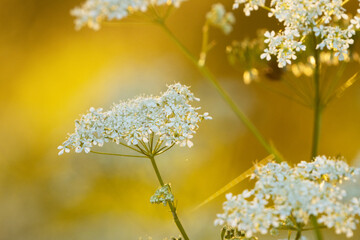 Beautiful Cow parsley, Anthriscus sylvestris blooming on a early summer evening in Estonia,...