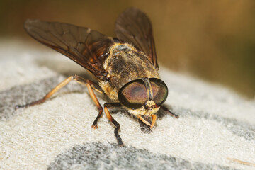 Large Pale giant horse-fly, Tabanus bovinus on a fabric, trying to suck blood.