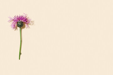 Minimal nature concept. Summer wild thorny flower as natural background Meadow or field herb thistle or burdock