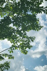 空と木々03